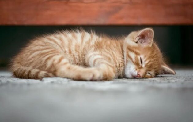 Φρίκη στη Θεσσαλονίκη: Ζευγάρι στον Εύοσμο εξέτρεφε γάτες που προόριζε για τροφή