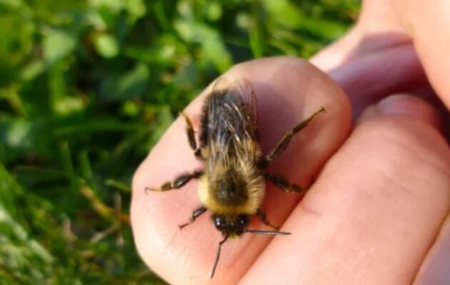 Τραγωδία στη Φθιώτιδα: 50χρονος πέθανε μετά από τσίμπημα μέλισσας