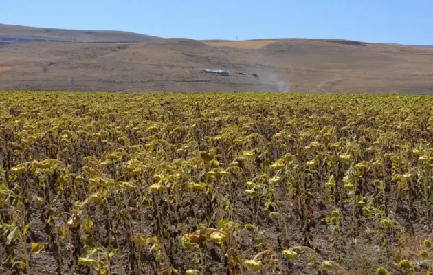 Τουρκία: Κίνδυνος για ελλείψεις τροφίμων λόγω ξηρασίας