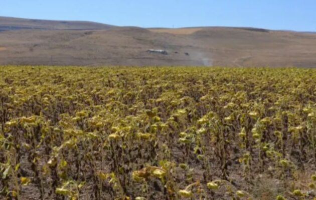 Τουρκία: Κίνδυνος για ελλείψεις τροφίμων λόγω ξηρασίας