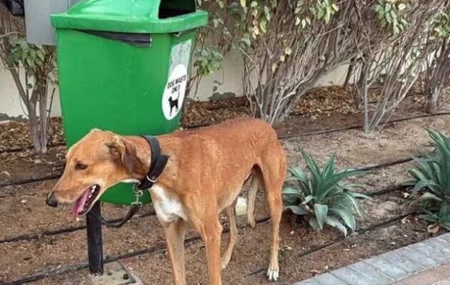 Φεύγουν από το Ντουμπάι κι εγκαταλείπουν τα κατοικίδιά τους στον δρόμο ή τα δίνουν για ευθανασία