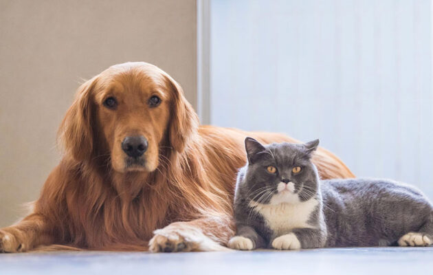 Ευρωπαϊκό Κοινοβούλιο: Νέοι αυστηροί κανόνες για την προστασία των ζώων συντροφιάς