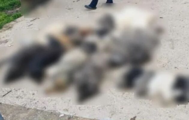 Κτηνωδία στη Χαλκιδική: Έριξαν φόλες και σκότωσαν 21 σκυλιά