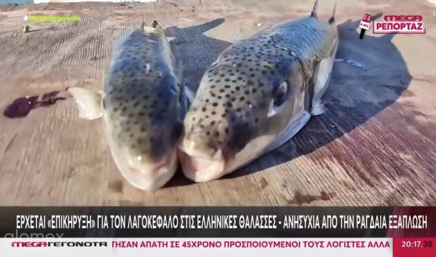 Ο λαγοκέφαλος απειλεί τις ελληνικές θάλασσες – Οι ψαράδες της Ρόδου στην πρώτη γραμμή της μάχης