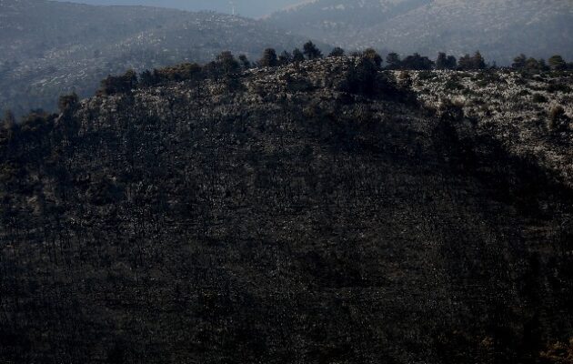 WWF: Περισσότερα από 180.000 στρέμματα καμένων δασικών εκτάσεων σε λίγες μόλις μέρες